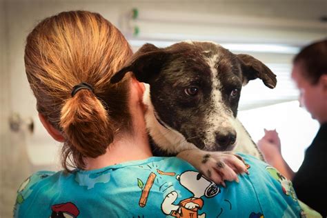 Nates animal rescue - Feb 25, 2021 · Nate's Honor Animal Rescue is building a 31,000 square-foot adoption, vet and training center as part of its original location. By Allison Forsyth February 25, 2021 Rendering of Nate's Honor ...